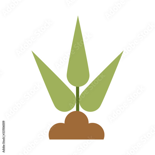 house plants planted on white background