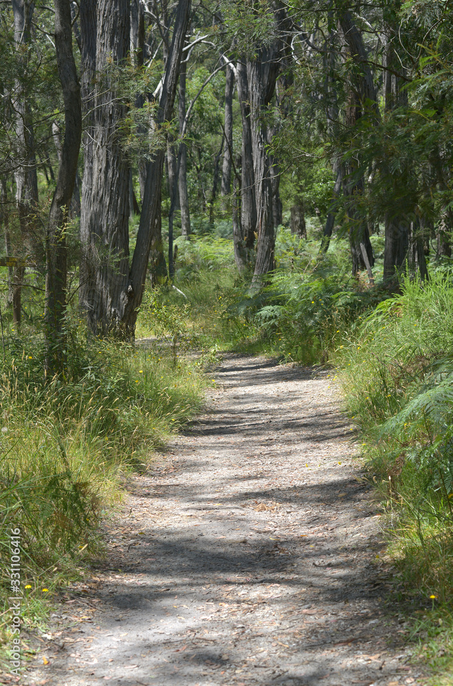 Bush walking trck Victoria Australia Bush walking trck Victoria Australia