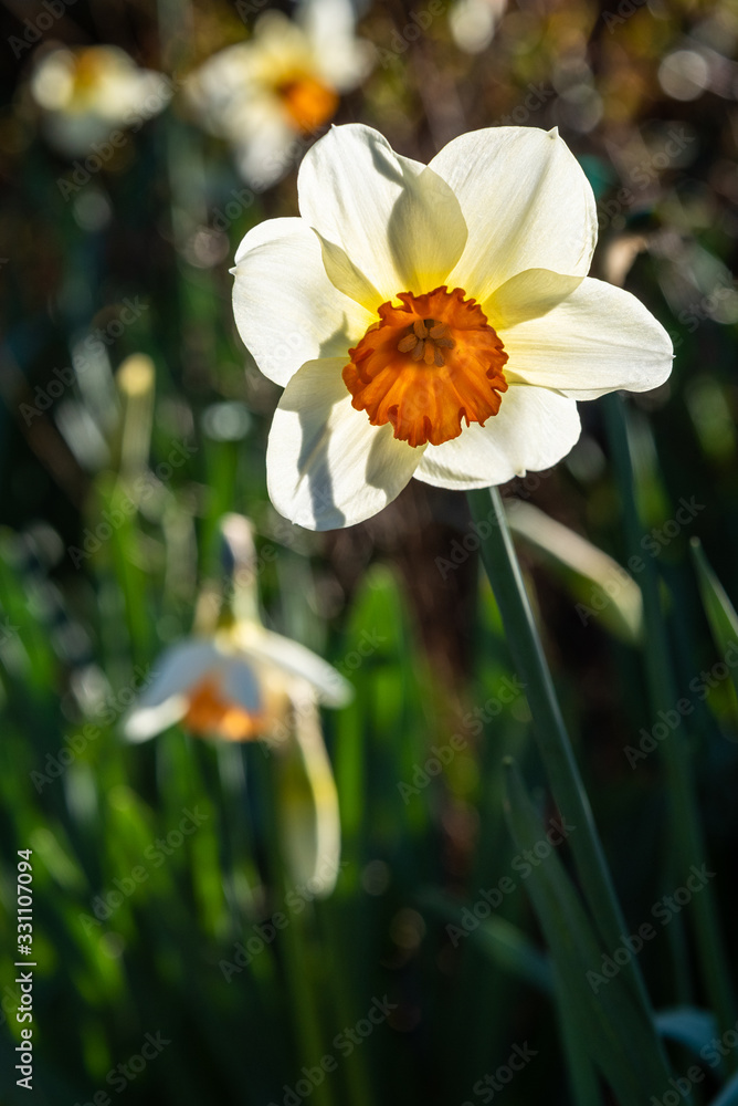 Pale yellow and dark orange daffodil in full bloom back-lit by the sun Pale yellow and dark orange daffodil in full bloom back-lit by the sun