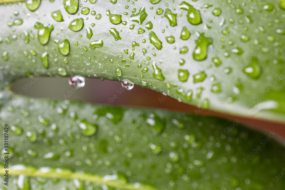 Fototapeta premium Green leaves of beautiful tropical plants with water drops