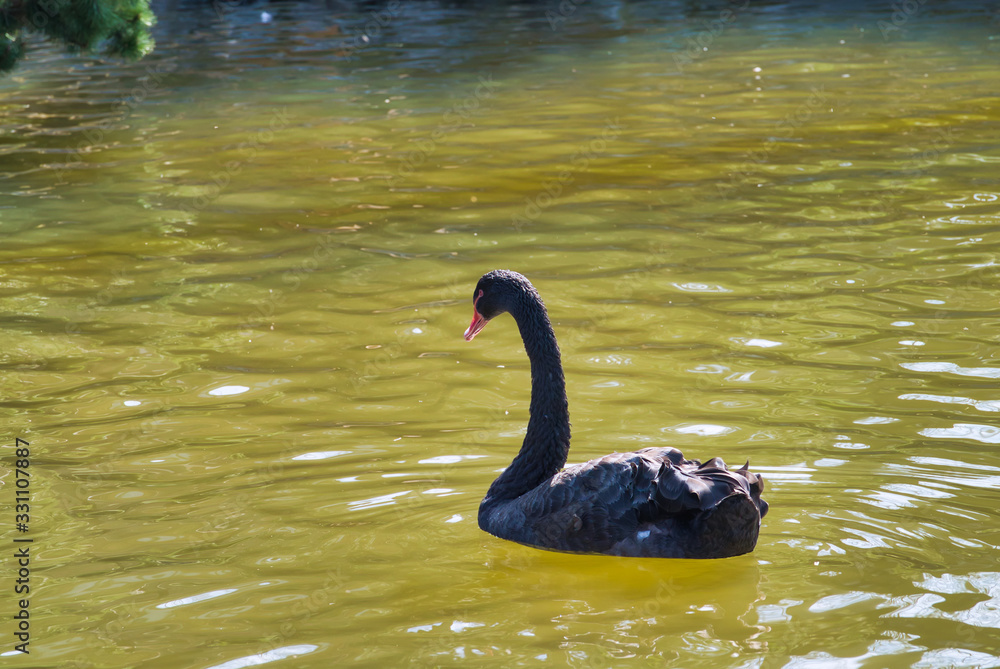 Obraz premium コクチョウ 黒鳥 旭山動物園