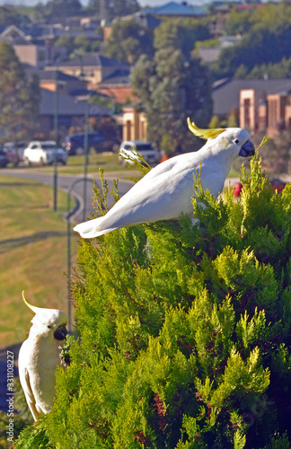 yellow crested cockatoos in suburbia photo