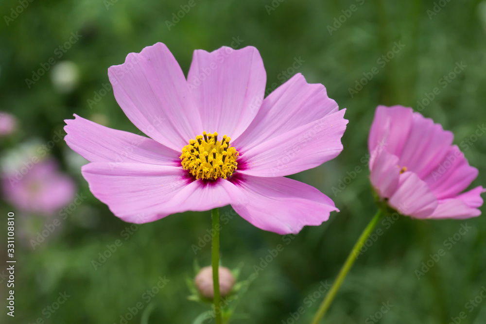 Cosmos flower (Cosmos Bipinnatus) with blurred background