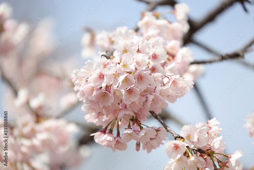 桜 サクラ さくら 桜 サクラ さくら