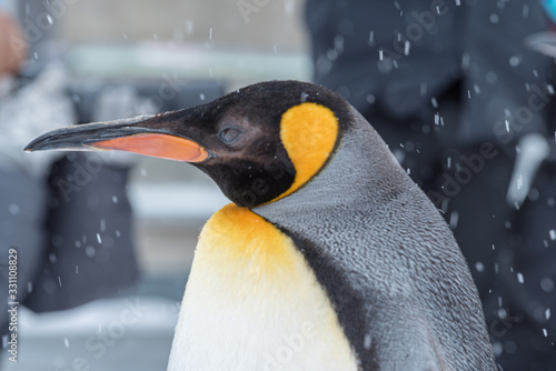 Wallpaper Mural オウサマペンギン / 旭山動物園 ペンギンの散歩 Torontodigital.ca