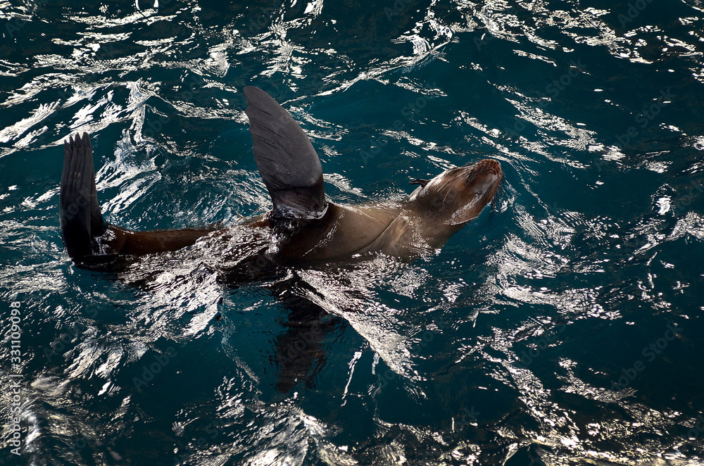 Naklejka premium seal basking in the sea