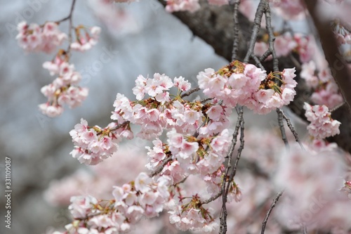 桜　サクラ　さくら © 宏仁 西沢