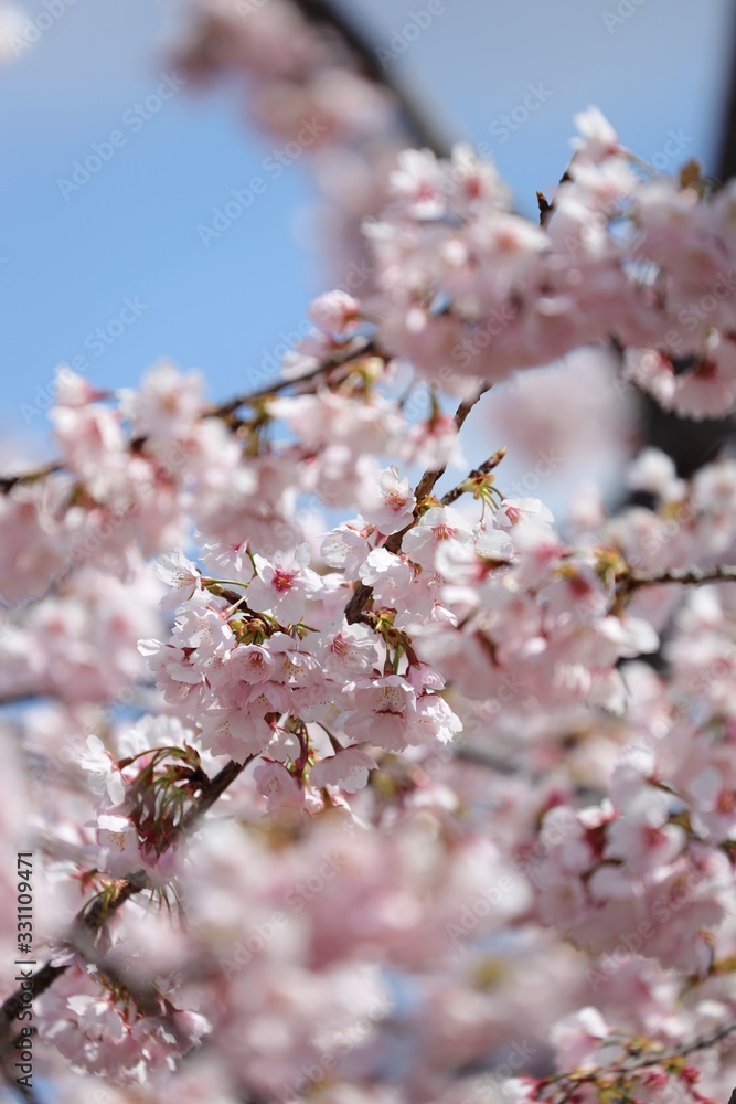 桜 サクラ さくら 桜 サクラ さくら