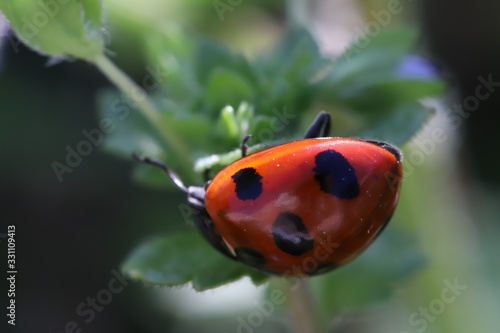 草に止まるナナホシテントウ photo