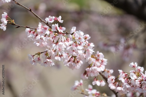 桜 サクラ さくら