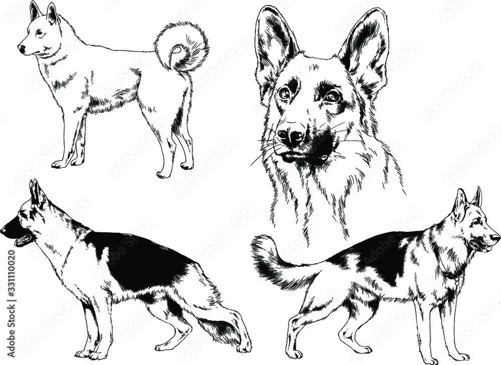 vector drawings sketches pedigree dogs in the racks drawn in ink by hand , objects with no background