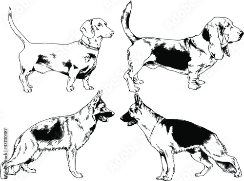 vector drawings sketches pedigree dogs in the racks drawn in ink by hand , objects with no background