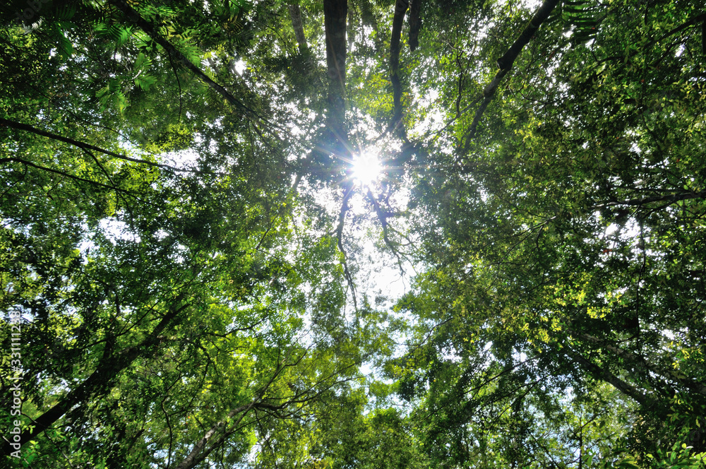Trees green nature Trees green nature