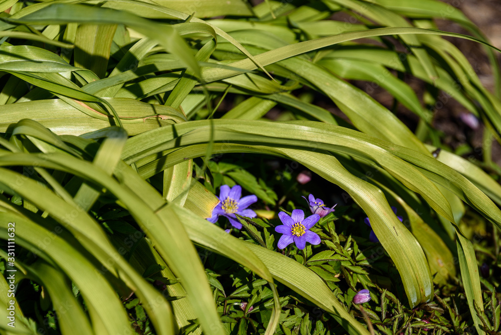 Obraz premium Light purple spring blooms on ground cover, yellow green leaves draping over