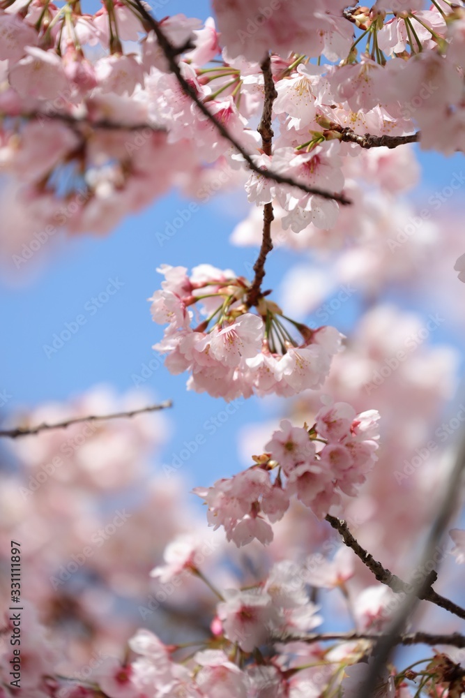 桜 サクラ さくら 桜 サクラ さくら