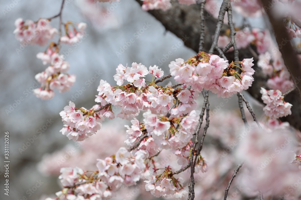 桜 サクラ さくら 桜 サクラ さくら