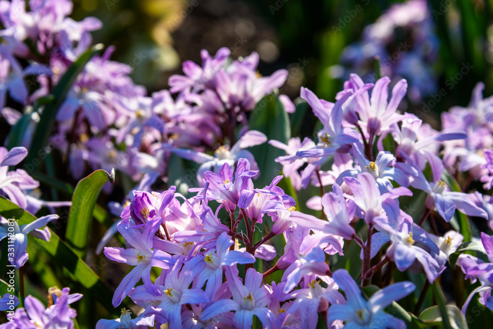 Spring flowers, small pink and white flowers blooming in the garden Spring flowers, small pink and white flowers blooming in the garden