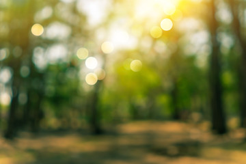 Blur nature bokeh green park by beach and tropical coconut trees