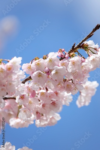 桜　サクラ　　さくら