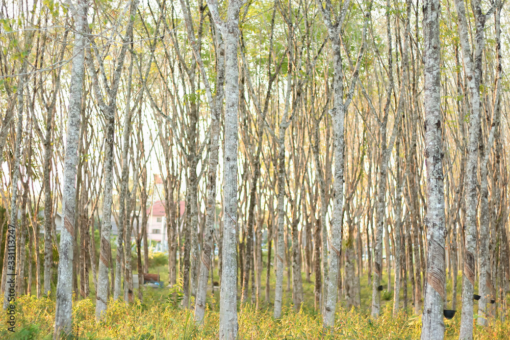 Fototapeta premium Rubber plantations with golden grass.