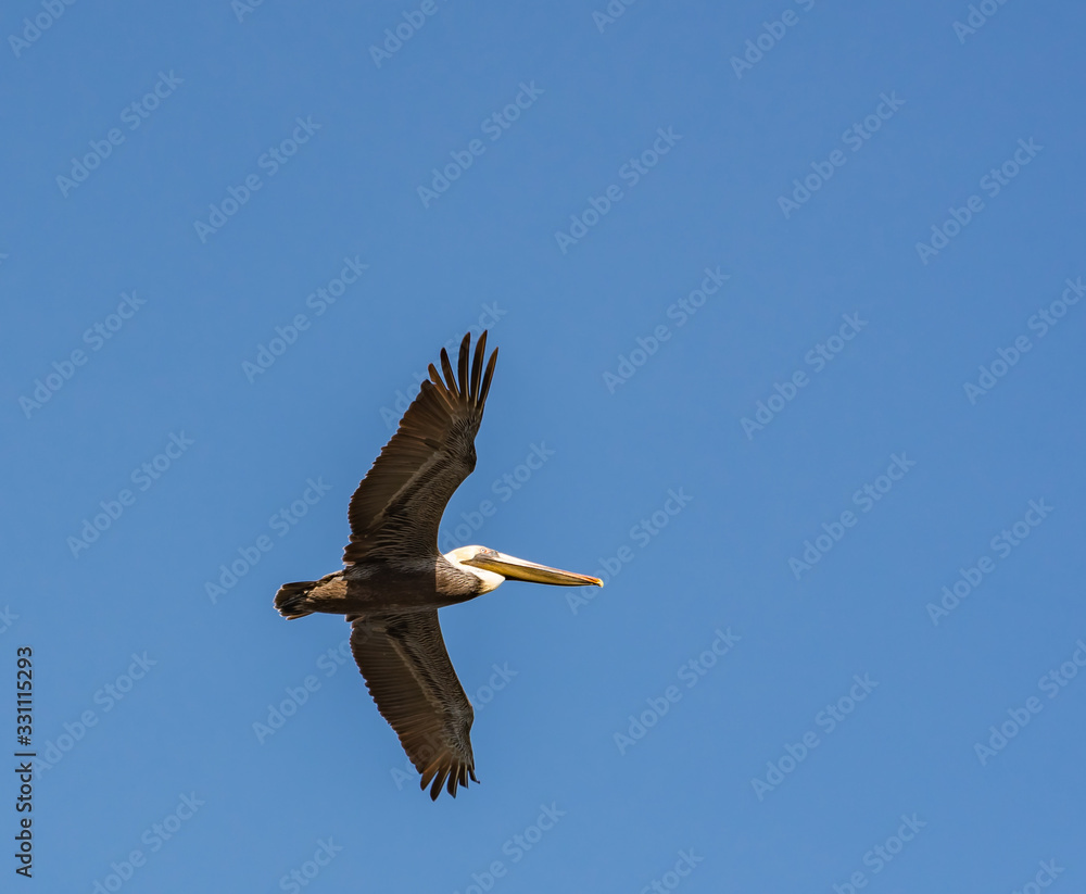 Obraz premium Brown Pelican flying above coastal waterways in Georgia.