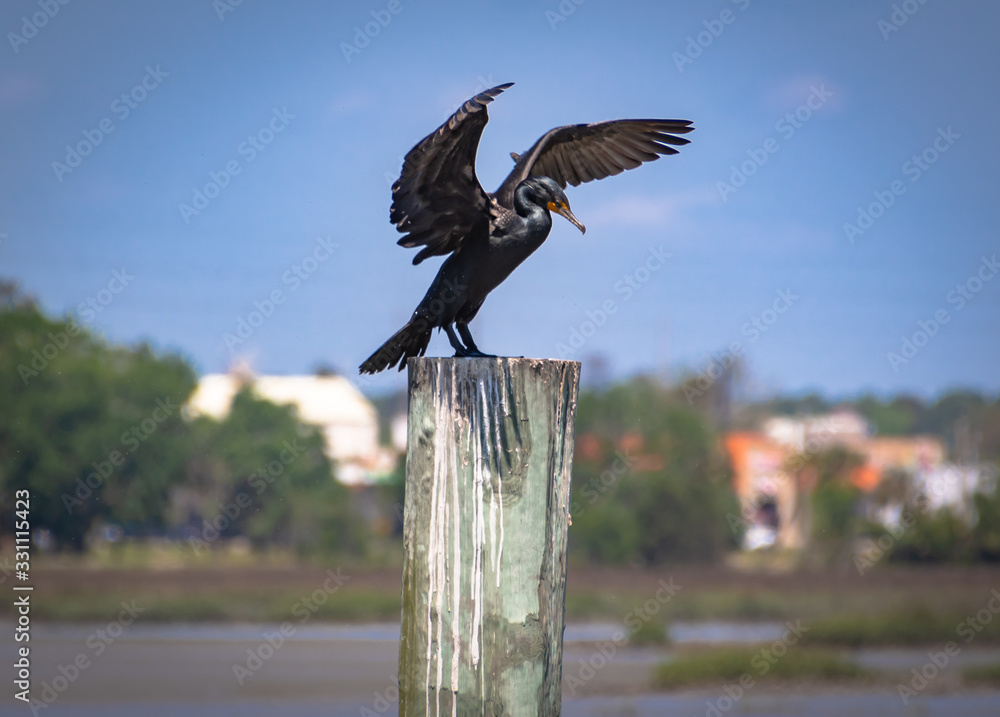 Fototapeta premium Cormorant flapping wings on post in coastal Georgia.