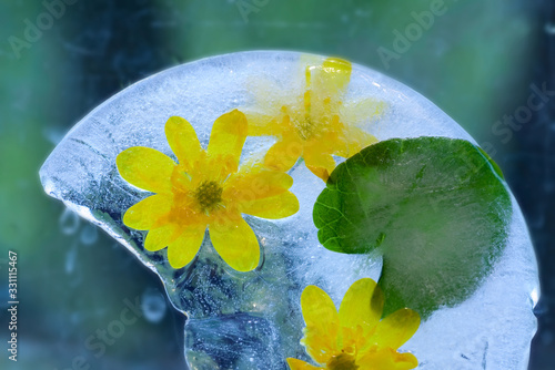 Background of kaluzhnitsa, Cáltha  flower    in ice   cube with air bubbles. photo