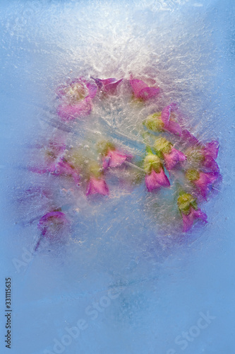 Background of Bergenia, periwinkle   flower    in ice   cube with air bubbles. © foryouinf