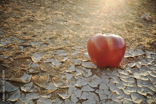 An apple on a dried desert soil. Water and food crisis, insecurity, hunger and agriculture problems.