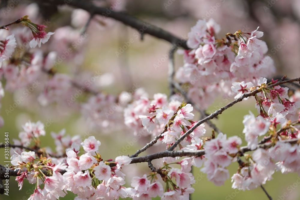 桜　サクラ　さくら