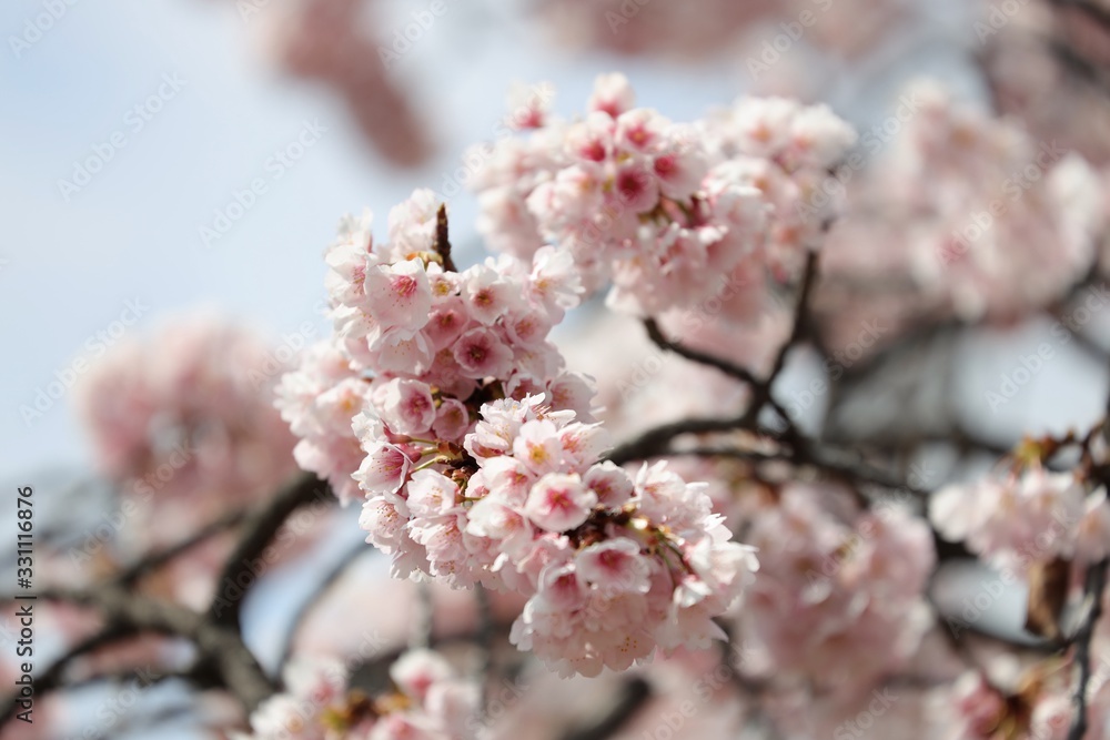 桜 サクラ さくら 桜 サクラ さくら