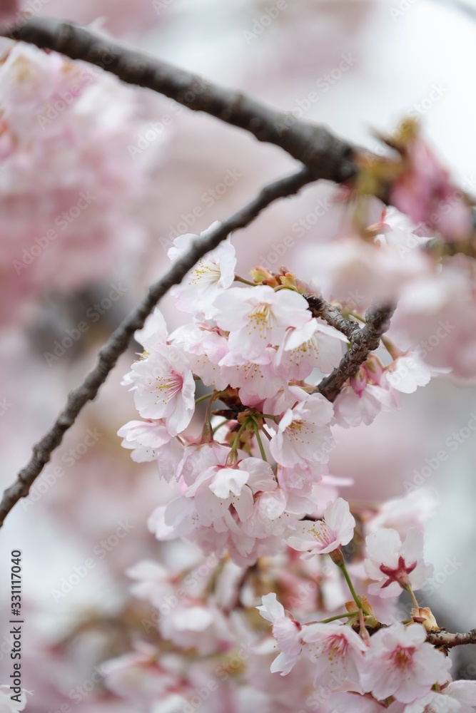 桜　サクラ　さくら