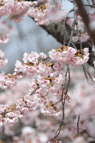 桜 サクラ さくら