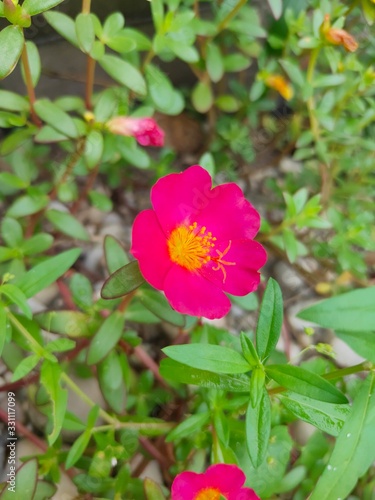 Red Mose Ross flower isolated in home garden. Use as a Background. Selective Focus © Faqih