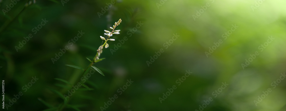 Beautiful flower in garden Beautiful flower in garden