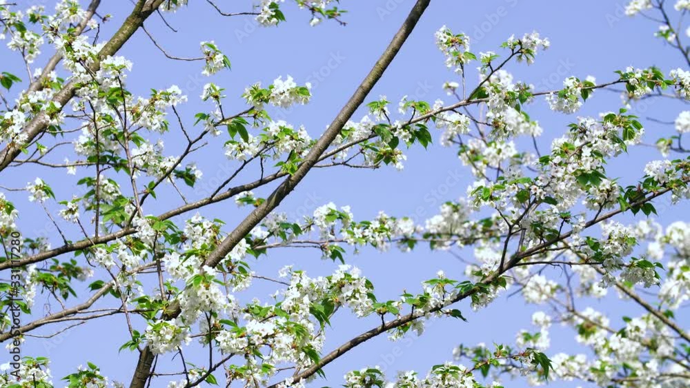 Low angle pan view of cherry flower blooming against blue sunny spring sky with honey bee flying 4k footage of nature season background Low angle pan view of cherry flower blooming against blue sunny spring sky with honey bee flying 4k footage of nature season background