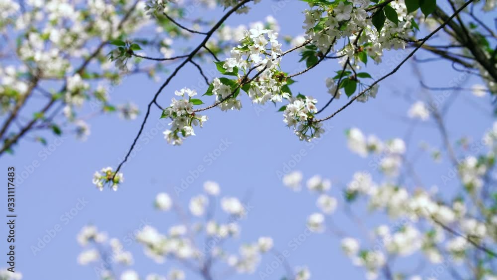 Close up of beautiful blooming cheery flower against blue sky swing in the wind 4k footage of nature spring season background