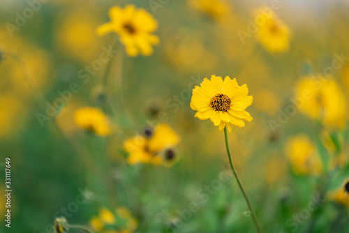 Coastal Sunflowers at Dusk