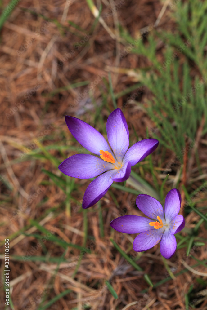 Crocus (plural: crocuses or croci) is a genus of flowering plants in the iris family. Flowers close-up on a blurred natural background. The first spring flower in the garden Crocus (plural: crocuses or croci) is a genus of flowering plants in the iris family. Flowers close-up on a blurred natural background. The first spring flower in the garden