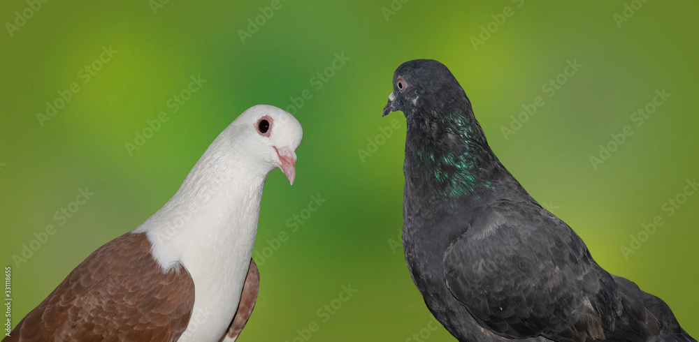 Fototapeta premium close up of grey and beautiful white head brown pigeon