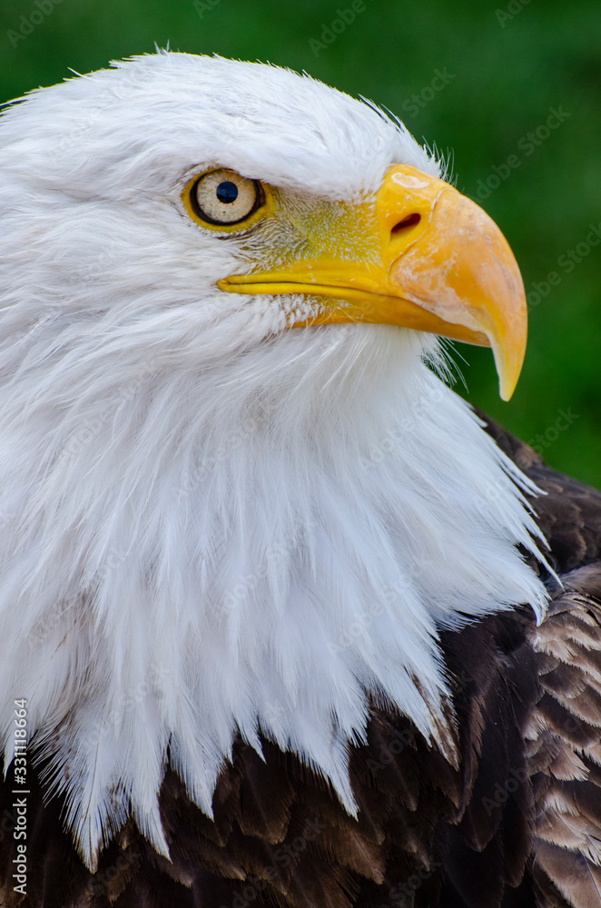 Obraz premium Diva Bald Eagle Profile