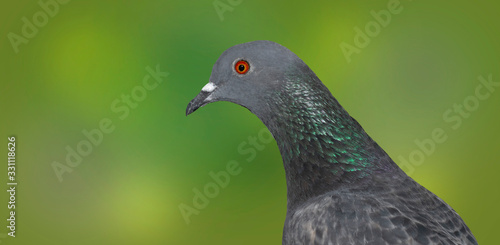 Grey domestic pigeon on a green blurred background,side view.