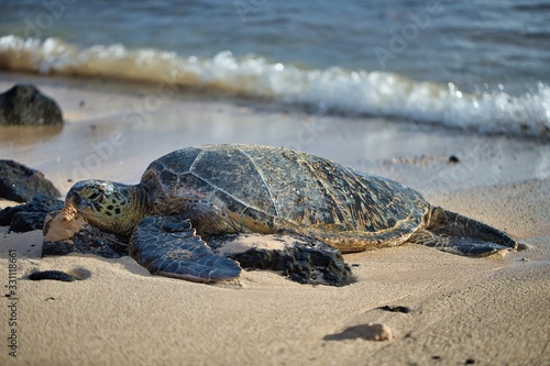 Sea turtle resting and sunbathing on beach
