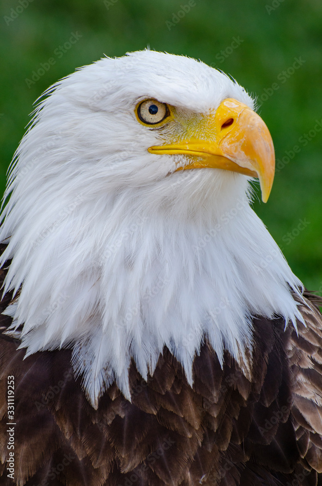 Obraz premium Peaceful Bald Eagle