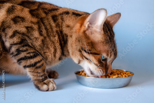 Fototapeta Naklejka Na Ścianę i Meble -  Cat eat cup food