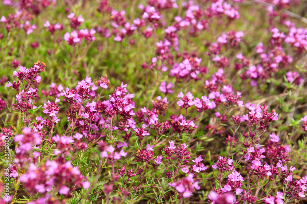 Purple wild thyme flowers on a meadow