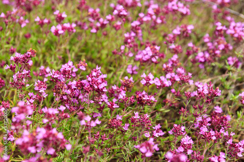 Purple wild thyme flowers on a meadow
