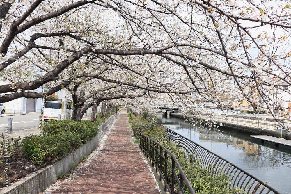 桜　サクラ　さくら