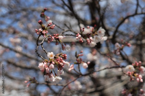 桜 サクラ さくら