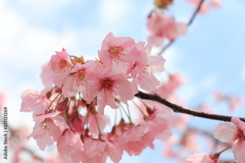 桜 サクラ さくら 桜 サクラ さくら